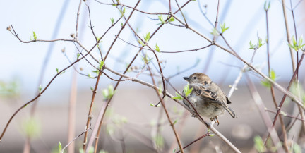 Небольшое похолодание ждет Беларусь. Синоптики рассказали о погоде 2-4 апреля