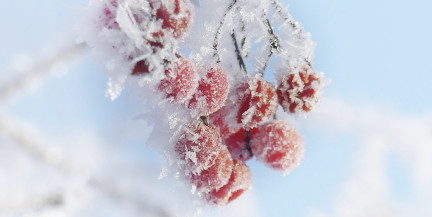 Сильные морозы надвигаются на Беларусь. Прогноз на 7-9 февраля