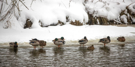 До –17°C утром. Прогноз погоды на 13 января