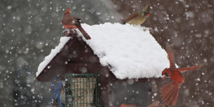 Морозы идут на спад? Погода в Беларуси на 20-22 января