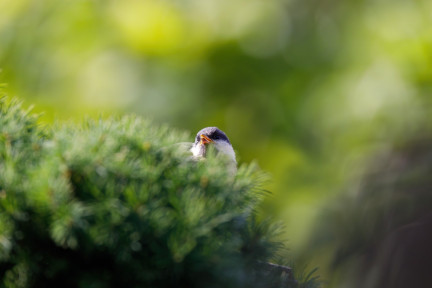 Пока без тепла. Какой будет погода в Беларуси 22-24 апреля