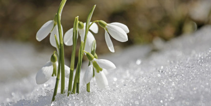 Оттепель пришла в Беларусь. Синоптики рассказали о погоде 3-5 марта