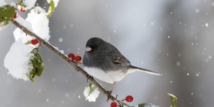 В Беларусь идет еврозима. Погода на 19-21 февраля