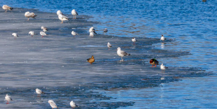 Весна наступает ускоренными темпами. Прогноз погоды на 13 марта