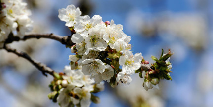 Цветущий риск: яблони под ударом апрельских заморозков