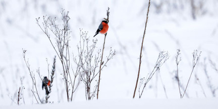 Готовьтесь к холоду. Прогноз погоды на 30 января