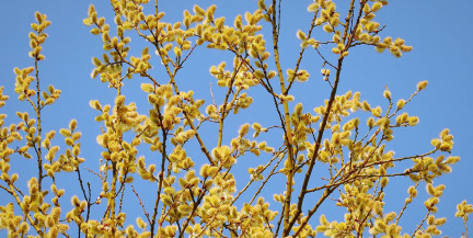 Тепло до +19°C, но вероятны дожди. Погода 14-16 апреля