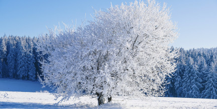 Морозы сменила теплая ветреная погода. Что будет дальше, рассказали синоптики. Погода в Беларуси на 6-8 февраля