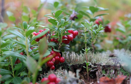 Установлены сроки сбора брусники и клюквы в Минской области