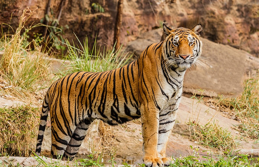 Женщина отбила полугодовалого сына у напавшего на него тигра