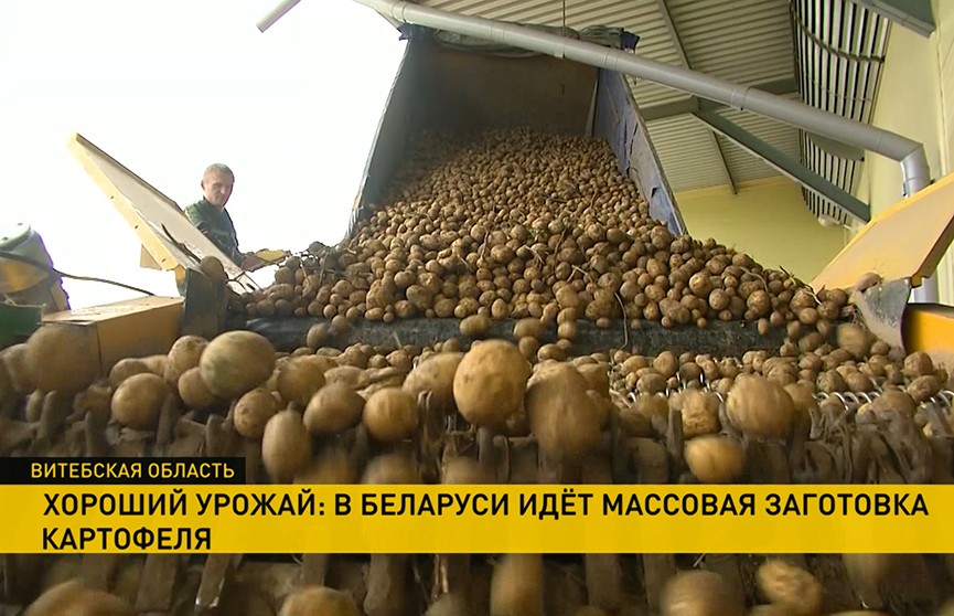 В Витебской области готовы выпустить первый белорусский картофель фри