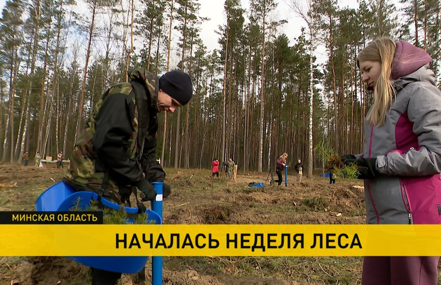 В Беларуси стартовала «Неделя леса»