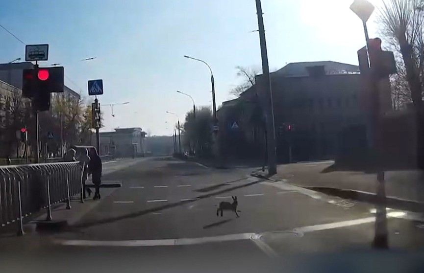 Собака гналась за зайцем по дорогам в центре Минска (ВИДЕО)