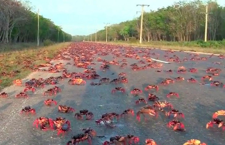 Нашествие крабов во Флориде: сотни ракообразных ползут по дорогам (ВИДЕО)