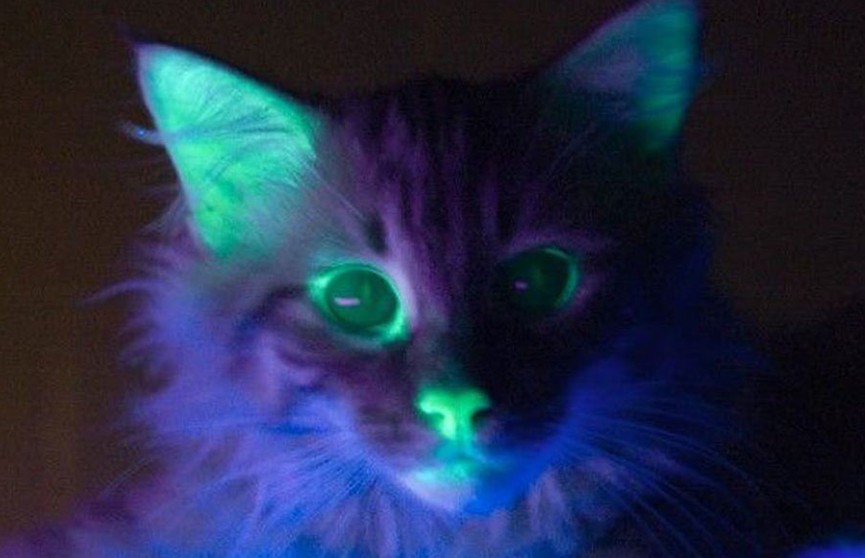 Генетики вывели светящихся кошек