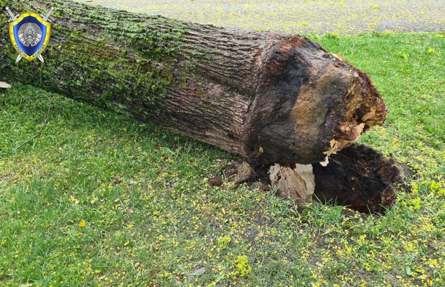 В Минске из-за непогоды на женщину упало дерево. Она погибла
