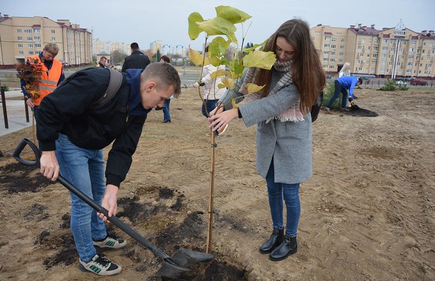 «Зелёное будущее Беларуси»: в Бресте волонтёры высадили 250 деревьев