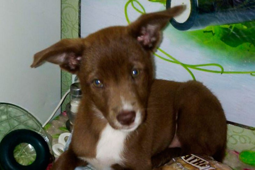 Минчанин похитил собаку после отказа хозяйки продать питомца