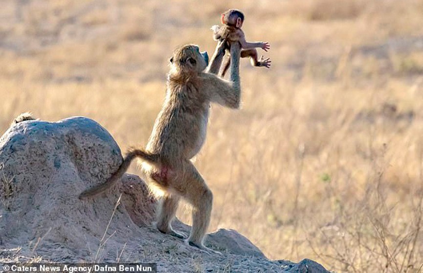 Обезьяна повторила трогательную сцену из мультфильма The Lion King, подняв своего детёныша