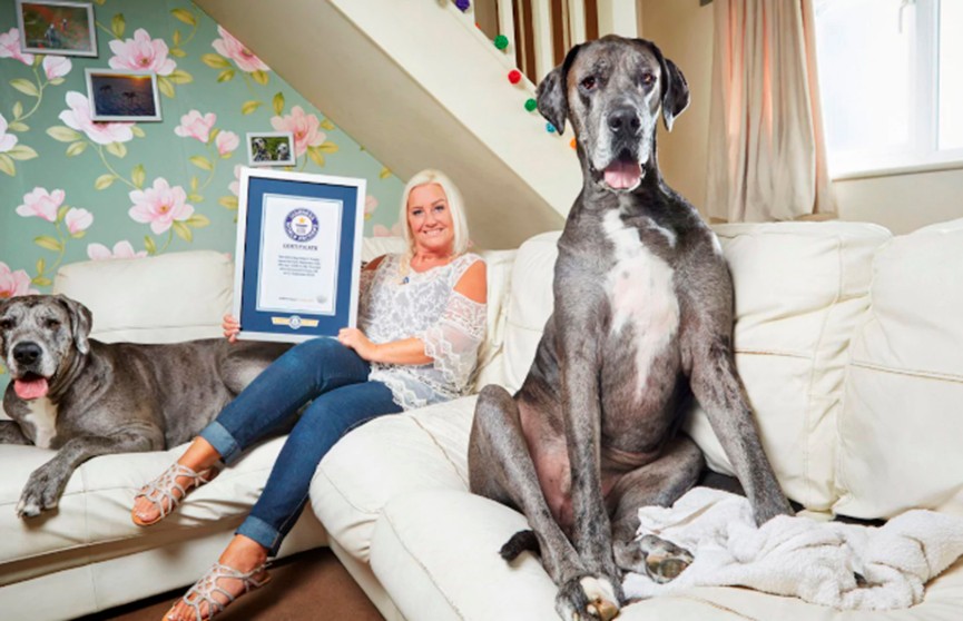 Самый высокий в мире пес установил новый рекорд