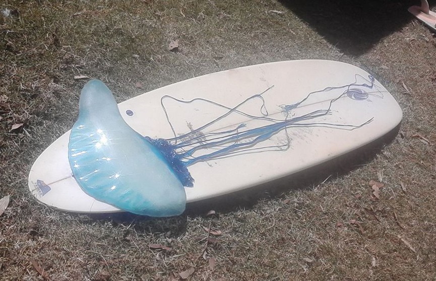 Сёрфингист выловил из океана двухметровую медузу (Видео)