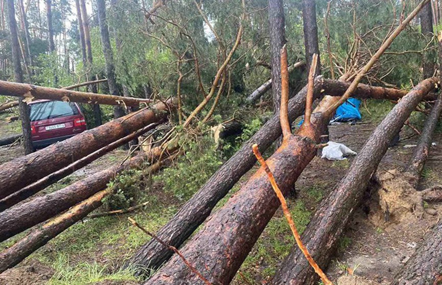 В Зельвенском районе женщина умерла из-за падения дерева