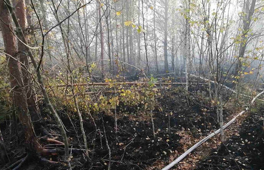 В заказнике «Ельня» ликвидирован пожар