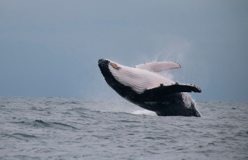 В Новой Зеландии потребовали признать китов личностями