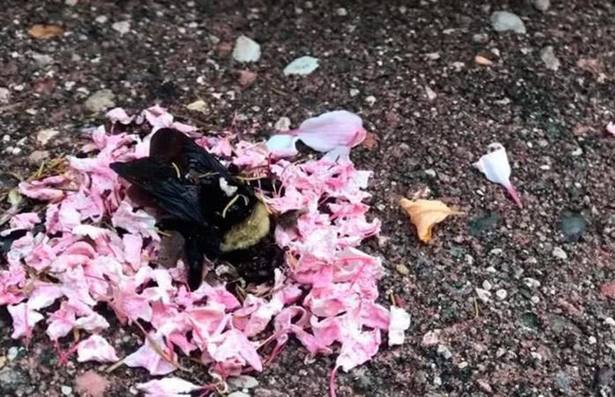 Видео: муравьи обложили умершего шмеля лепестками цветов