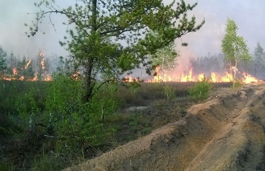 С начала года в Беларуси произошло 340 лесных пожаров