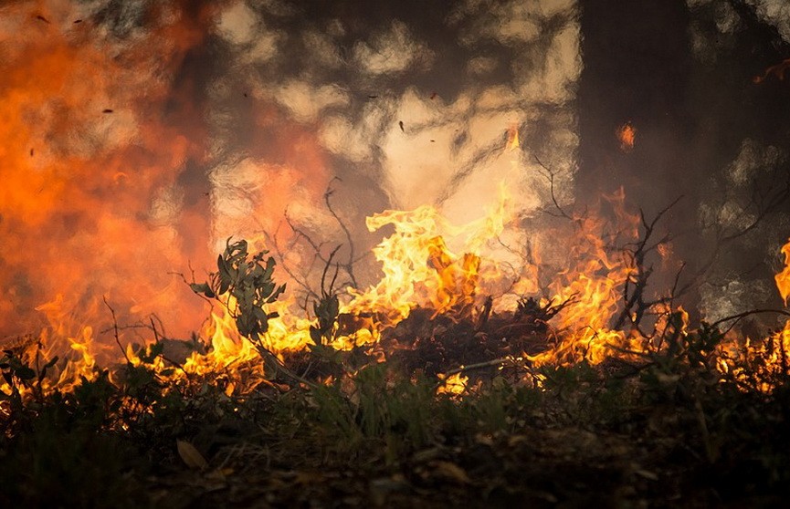 Возбуждено уголовное дело по факту уничтожения 160 га леса в Барановичском районе