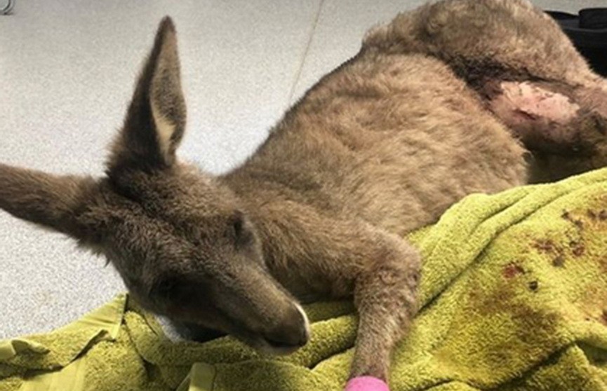 Перепуганный кенгуру в Австралии забрался в дом и разгромил его
