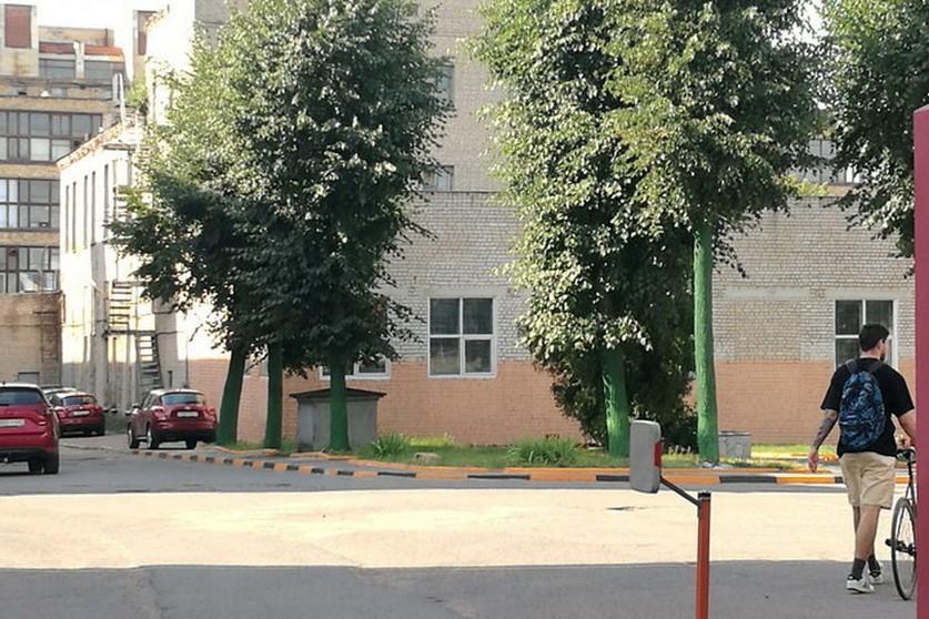 В центре Минска деревья покрасили в зелёный цвет