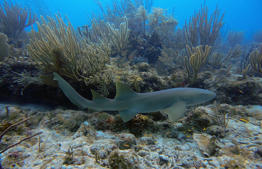 Три акулы-няньки напали на школьника на Багамских островах