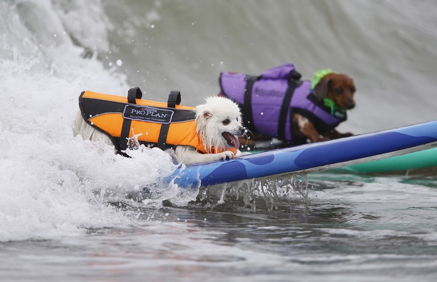 В Калифорнии прошёл чемпионат по сёрфингу среди собак