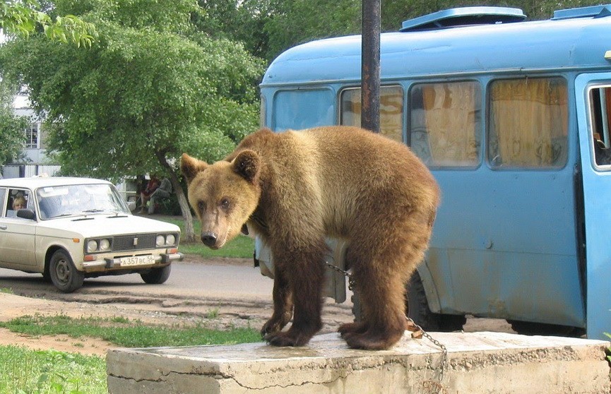 В США медведь пришёл в винно-водочный магазин
