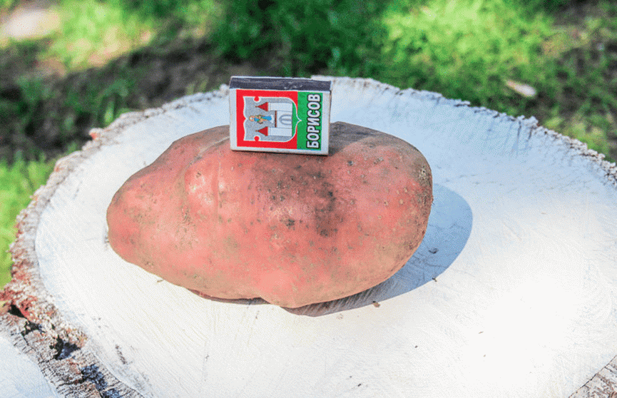 В Браславе вырастили гигантскую картофелину