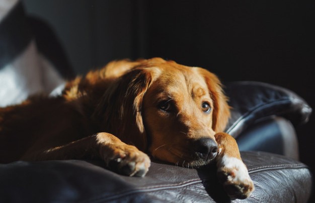 Видео, которое рассмешит вас до слез: пес попросил хозяина освободить диван и манерно улегся на него