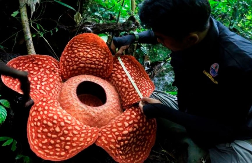 Самый большой цветок-монстр нашли в Индонезии (ФОТО)