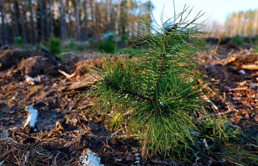 В апреле в Беларуси стартует «Неделя леса»
