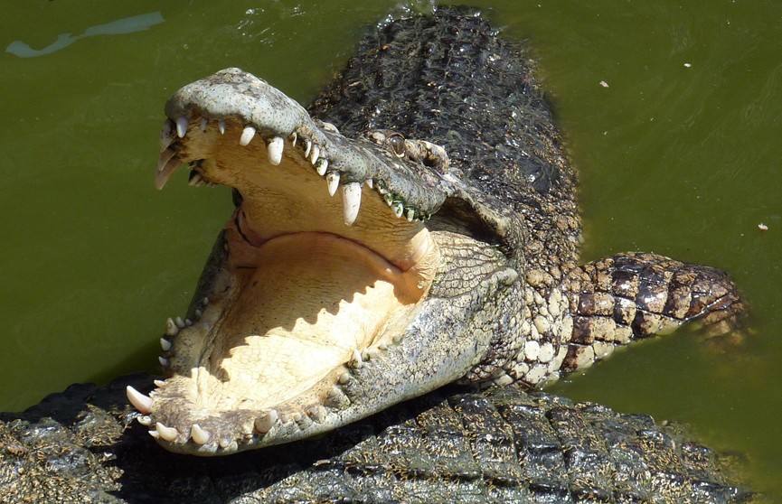 ABC News: военные вертолеты возбудили крокодилов в Австралии
