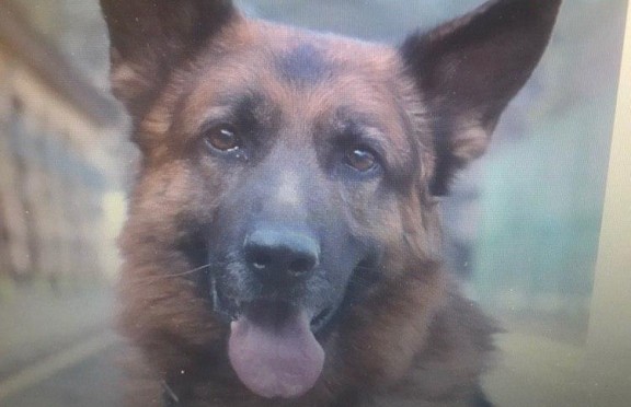 В Борисове собака помогла раскрыть поджог дома и хулиганство