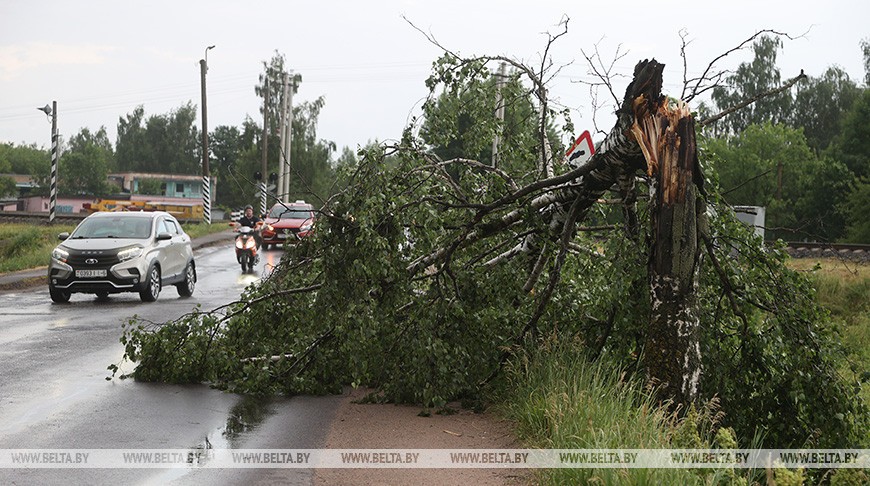 Последствия непогоды в Беларуси: упавшие деревья, поврежденные авто и проблемы с электричеством