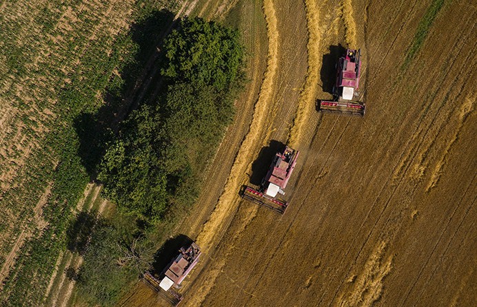 Уборочная-2024: в Беларуси намолотили почти 5 миллионов тонн зерна