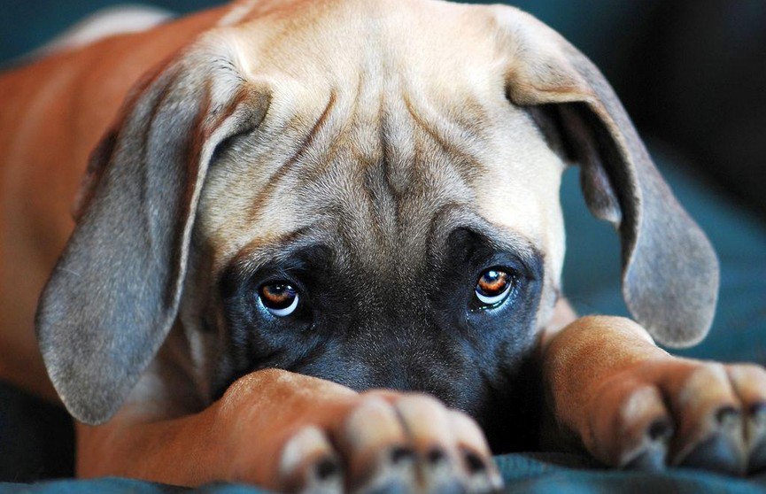«Разве можно такую милоту наказывать?»: провинившийся пес спрятался от хозяина и растрогал сеть