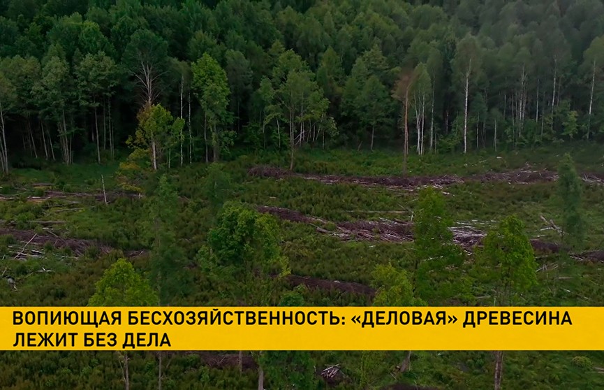 Вырубленная на продажу древесина осталась гнить в лесу. В причинах разбирается КГК