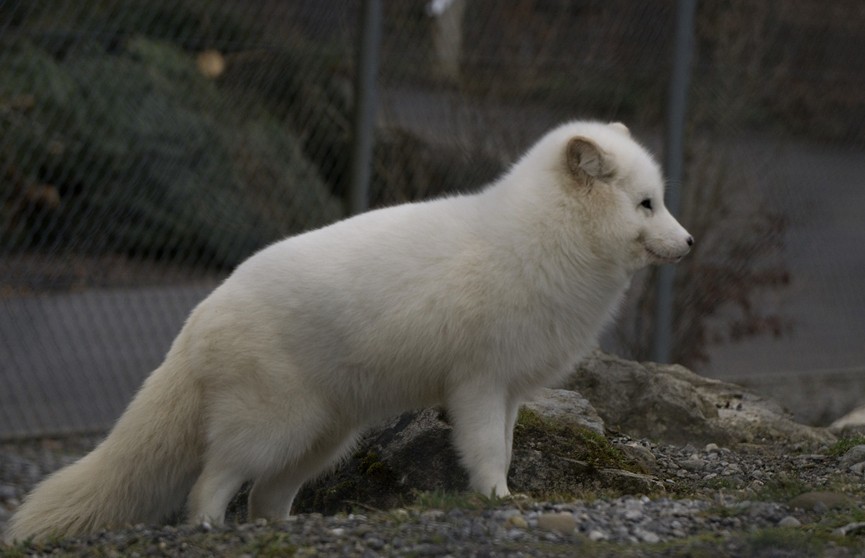 В Финляндии хотят запретить звероводство в стране