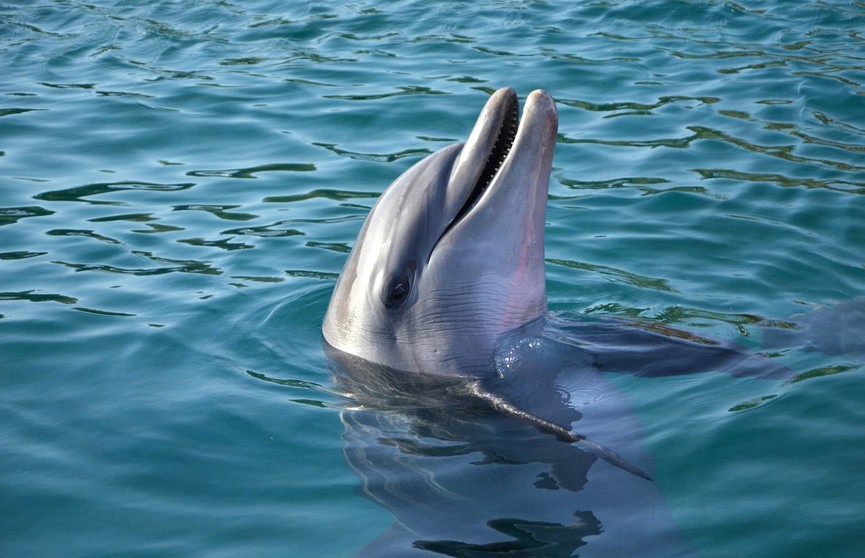 Вы когда-нибудь такое видели? Дельфин приносит людям подарки со дна океана (ВИДЕО)