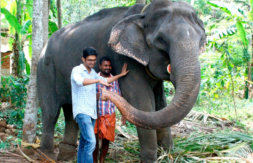 Самый старый слон умер в Индии