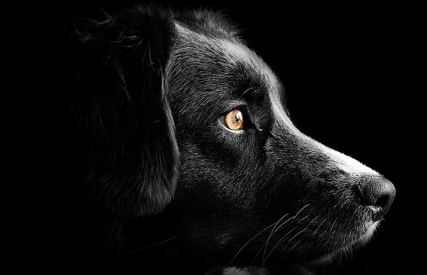 В Краснодаре ищут спасшую мальчика собаку, чтобы подарить ей дом